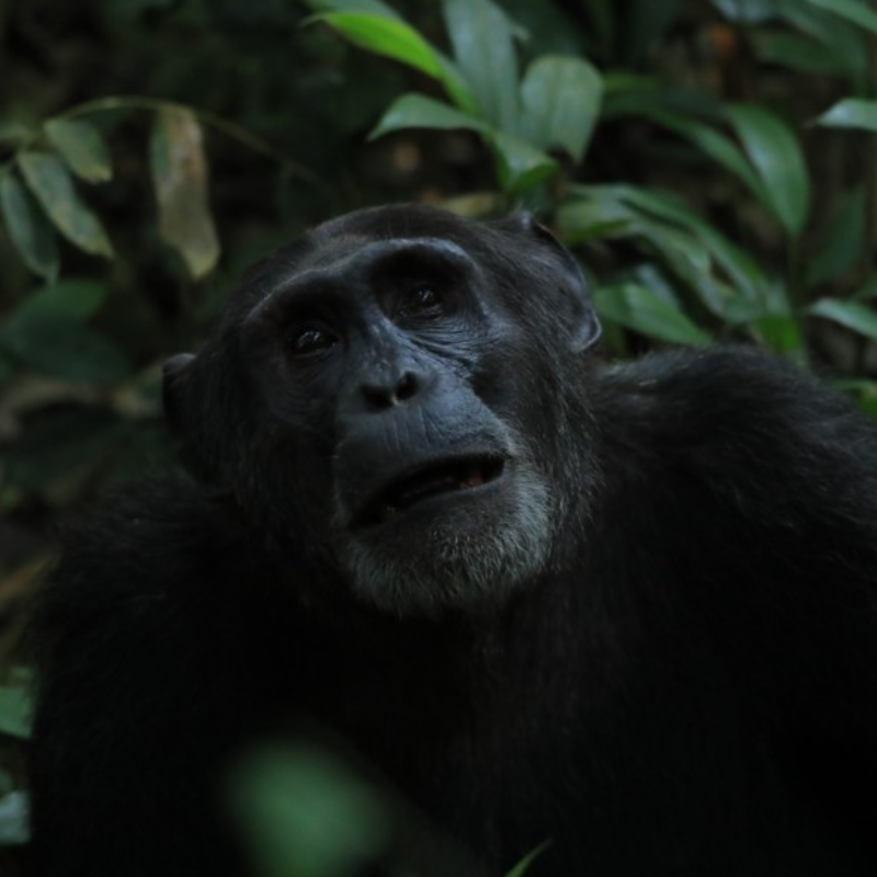 3-Day Primate Haven Journey and Cultural Immersion