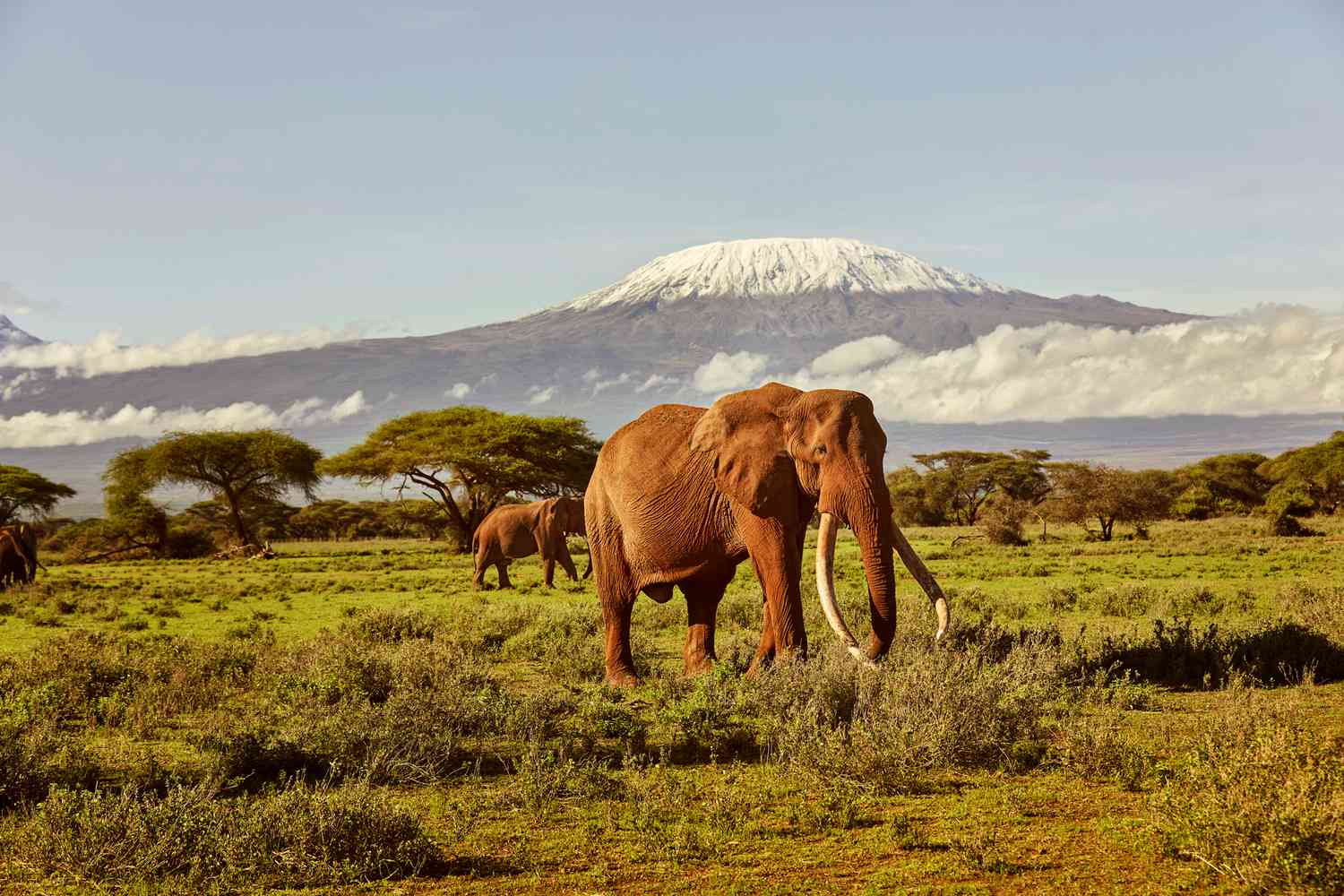 Amboseli Elephant Safari