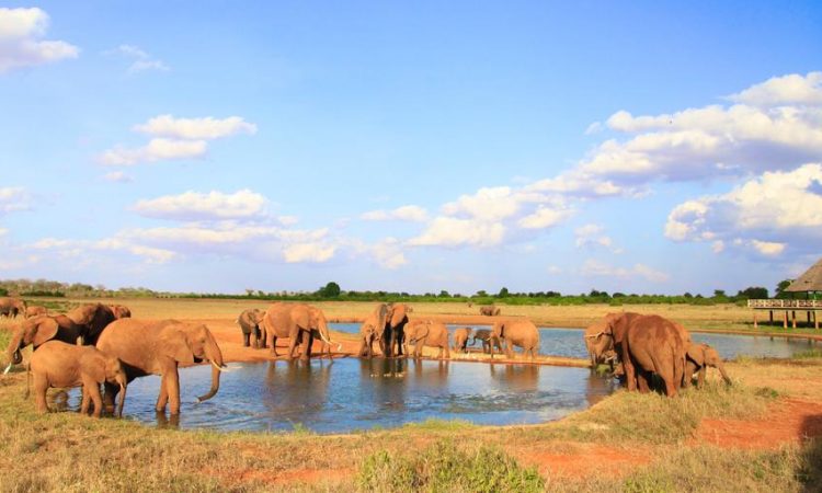 Tsavo Safari Adventure