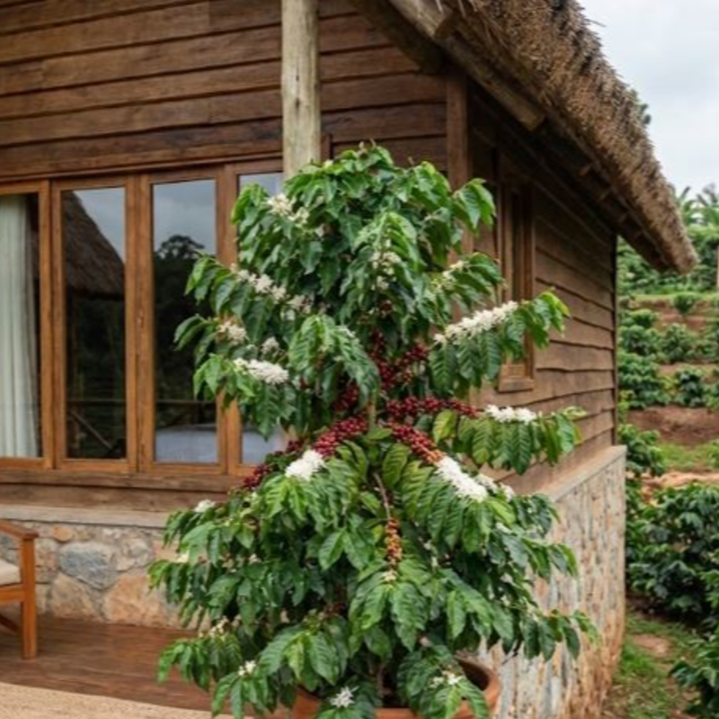 sezibwa Coffee Cottages