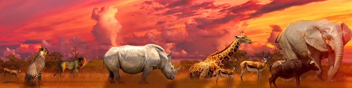 Safari Adventures Ltd Banner